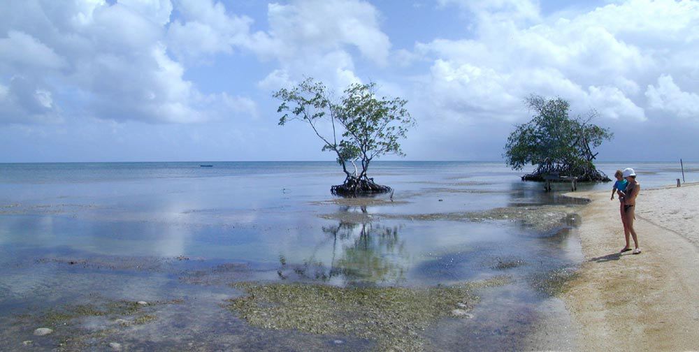 22mangroves.jpg